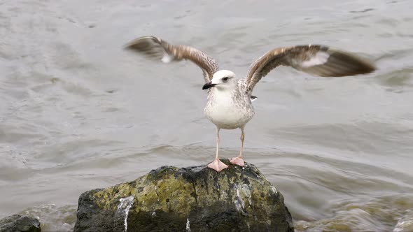 Seagulls' Ground Grabbing Game