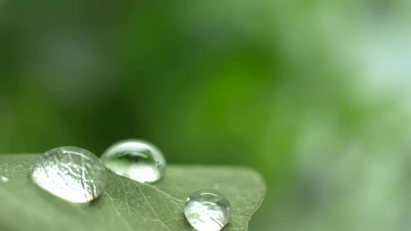 Three Drops of Watetr on a Leaf and four is too many