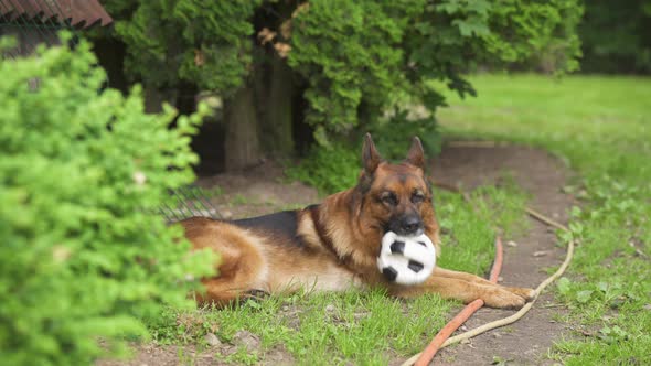 Alsatian rests in garden with toy football, medium shot