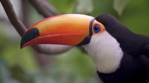 Close up shot of a Ramphastos Toco perching on a branch and looking around. Slow motion