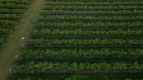 Aerial drone view Blueberry bush field, organic ripe. Blue berry hanging on a branch,