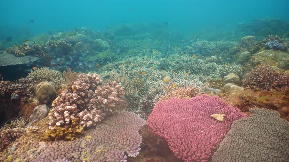 Coral Reef and Tropical Fish. Camiguin, Philippines