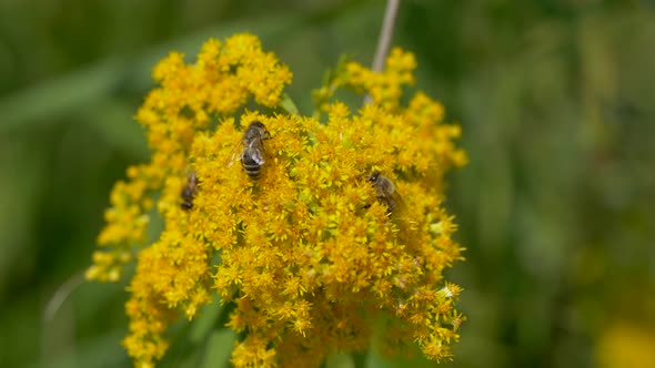 Group of wild bees gathering nectar of yellow flower during sunny day,close up