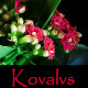 Opening Of Kalanchoe - VideoHive Item for Sale