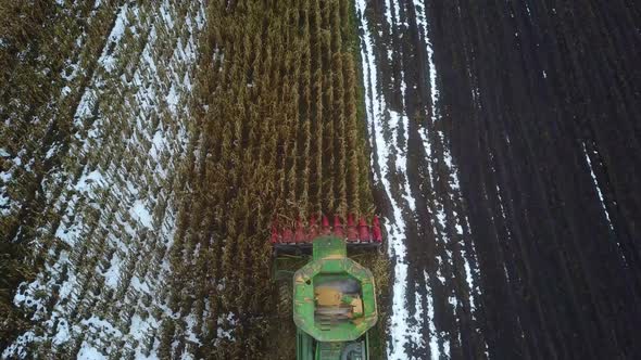 Harvesting corn with a combine harvester on agriculture