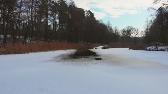 Frozen Pond Forest Ducks