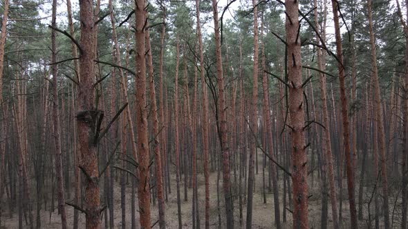 Forest Landscape Aerial View Slow Motion