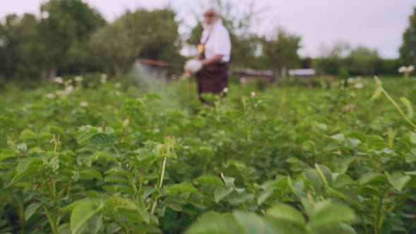 Gardener Sprinkles Potato with Sprayer From Colorado Beetles