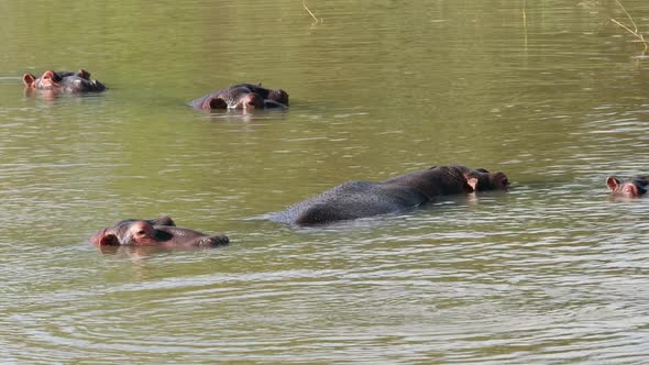 Hippopotamus In Water - South Africa