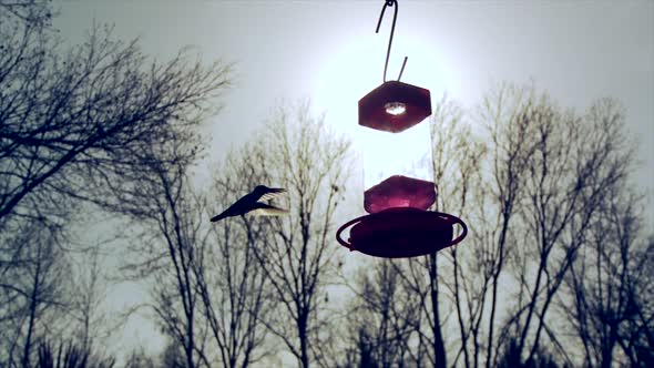 Hummingbirds at Sunset.