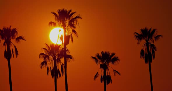 Time Lapse Sun Palm Trees