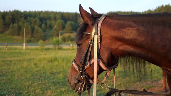Brown Harnessed Horse Stands on Ranch Grass and Turns Head
