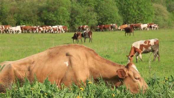 A Herd of Dairy Cows Grazing on a Green Meadow in Summer