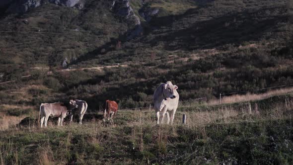 Val Gardena, Dolomites, Italy: group of cows or calves pasture in a field, quality food production c