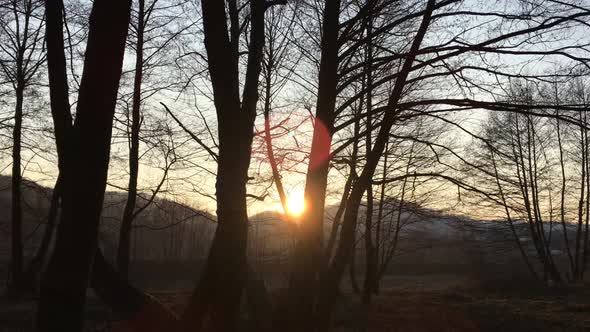 Walking on a forest road, early spring season, with beautiful light coming from sunset