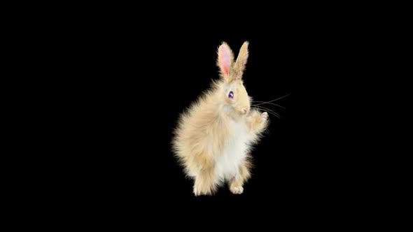 Rabbit Dancing HD