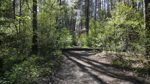 Green Forest During the Day Aerial View