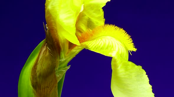 Macro time laps of a blooming yellow iris flower isolated on a blue background.