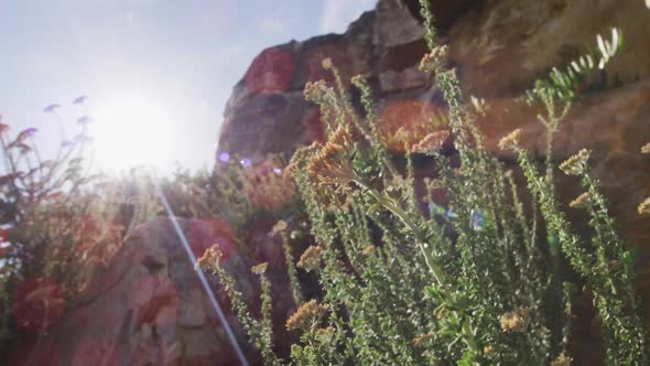 Backlit plants and lens flare against mountain rocks and blue sky