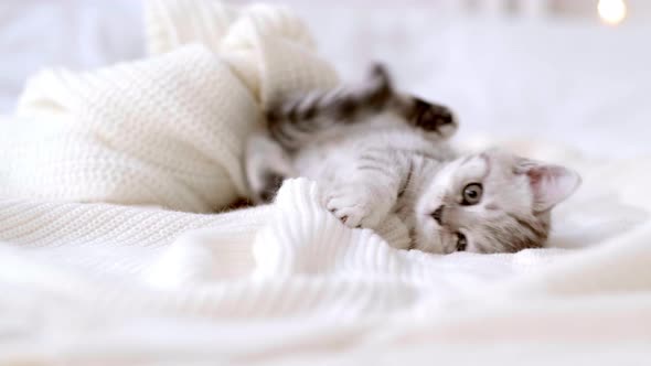 Portrait Funny Cute Little Striped Scottish Fold Kitten Cat Lying on White Bed at Home with