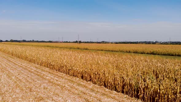 Revealing aerial drone 4k video of agriculture corn fields on the sunny day.