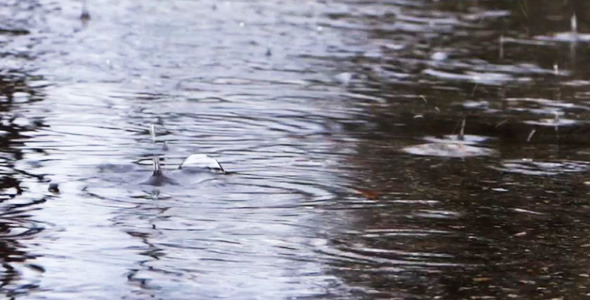 Rain - 08 - Sidewalk Puddle alt