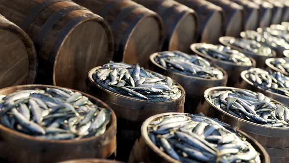 Wooden barrels with the fresh mackerels on the harbor.  Fruitful fishing day.