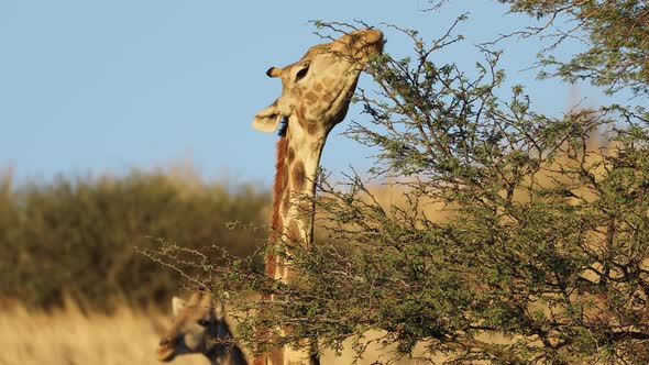 Giraffe Feeding On A Thorn Tree