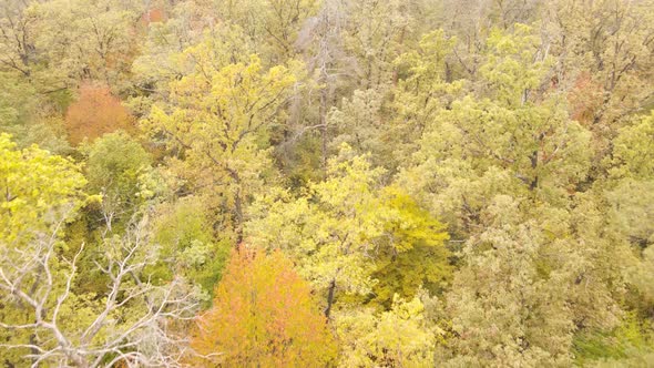 Autumn Forest Landscape with Trees By Day