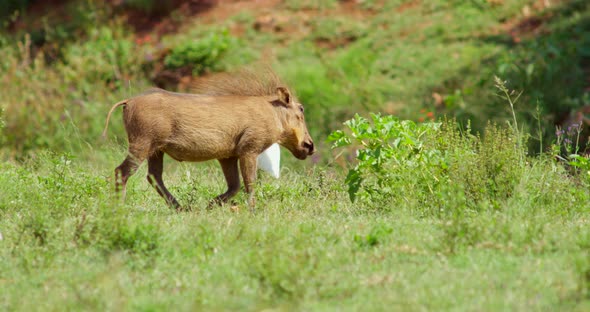 Following Panning Shot of an African Warthog Walking Through Bushes and Grass