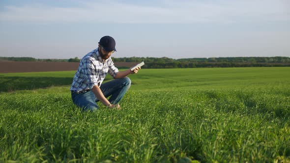 Portrait of Farmer Works in a Field of Young Barley, Uses a Tablet. Side View