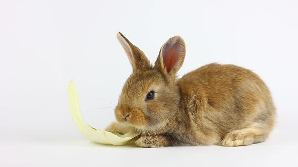 A Small Fluffy Handmade Homemade Brown Rabbit Sits on a White Background and Has Cabbage Leaves