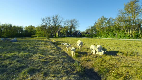 sheep with lambs organic dairy farm