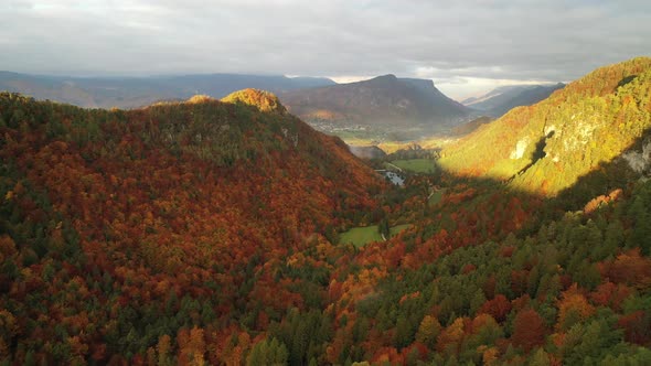 Autumn Forest