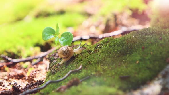 Fresh spring buds, morning dew on moss, water drops and snails