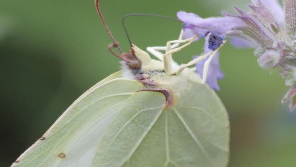 Butterfly Searching For Nectar