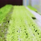 Dolly shot of organic freshness vegetables hydroponic green house soiless water system - VideoHive Item for Sale