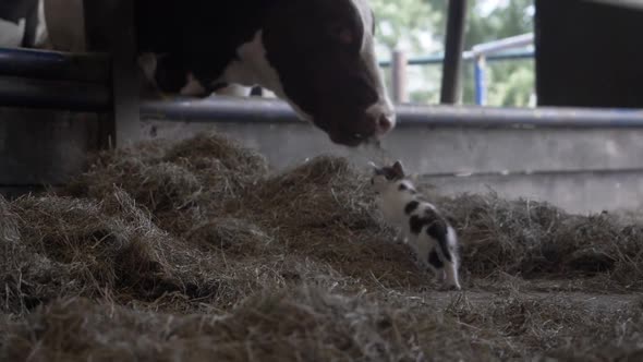Footage of a Kitten Climbing up a Mound of Hay, Next to a Herd of Cows