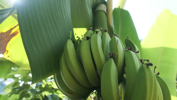 Bunch of Bananas Growing on a Palm Tree in the Jungle in Natural Conditions