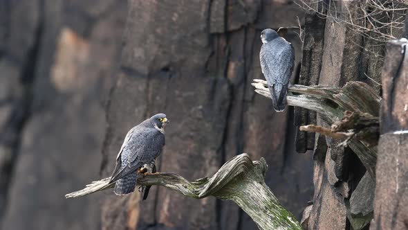 Peregrine Falcon Video Clip