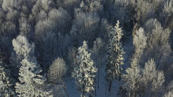 Aerial View of Forest