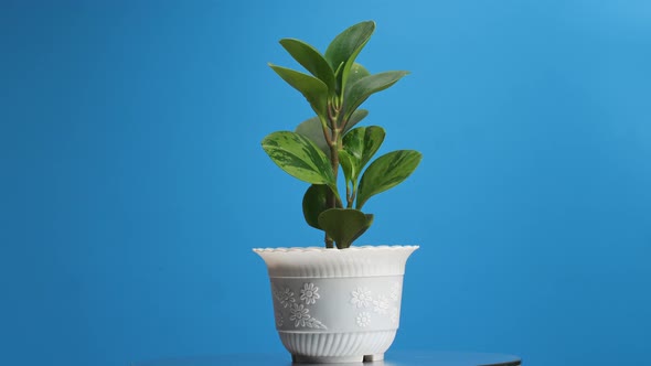 Rubber Plant On Round Table Revolving Around Itself On The Blue Screen Background