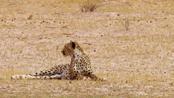 Alert Southeast African Cheetah laying in an open plain in Botswana, searching for prey. Telephoto s