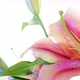 Pink lily  - VideoHive Item for Sale