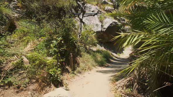 Walking in the Palm Forest. Crete Island, Greece