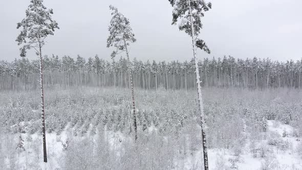 Drone Rises Up Near Outskirts of Winter Forest