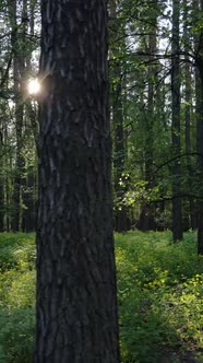 Vertical Video of Forest with Pine Trees in Summer