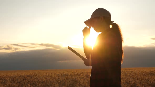 Farmer Woman Working with a Tablet in a Wheat Field, in Sunset Light. Business Woman in Field of
