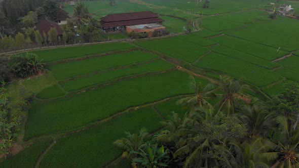 Aerial Shot of a Hot Air Balloon That Is Flying Over the Big Green Rice Field. Travell To Bali