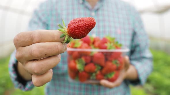 Close Up of Man Farmer Holds Ripe Red Strawberries in Clear Plastic Box in His Hands